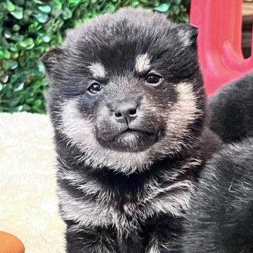 柴犬(標準サイズ)【愛知県・男の子・2025年1月4日・黒】の写真「💓まるでクマちゃん🐻」