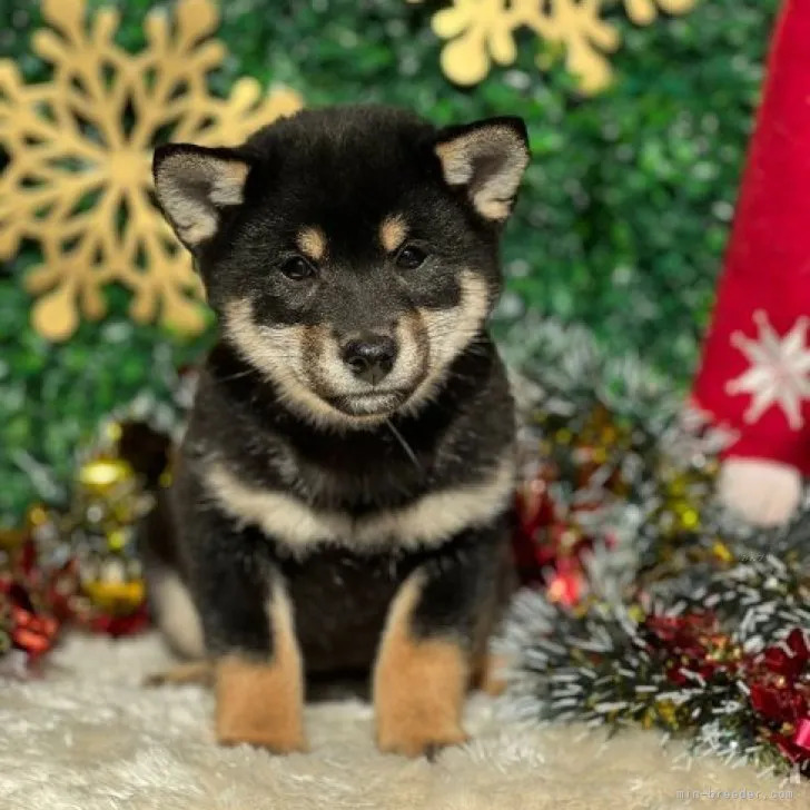 タカシゲル 様のお迎えした子犬