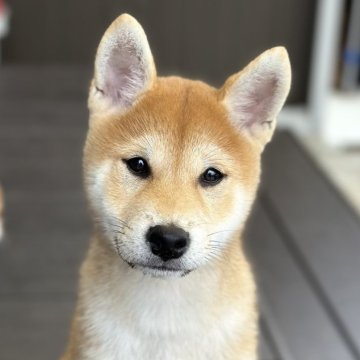 柴犬(標準サイズ)【愛知県・男の子・2024年7月21日・赤】の写真「✨ハロウィンセール🎃全コミコミ価格✨」