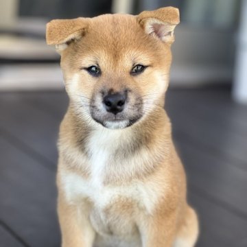 柴犬(標準サイズ)【愛知県・男の子・2024年7月21日・赤】の写真「優しい目の男の子。💞」