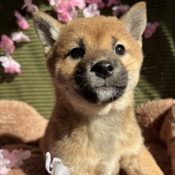 柴犬(標準サイズ)【愛知県・女の子・2022年12月20日・赤】の写真「甘えん坊ちゃん」