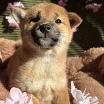 柴犬(標準サイズ)【愛知県・女の子・2022年12月20日・赤】の写真「💝バレンタインセール期間限定価格✨✨」