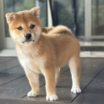 柴犬(標準サイズ)【愛知県・男の子・2024年7月21日・赤】の写真「イケメンくん💓」