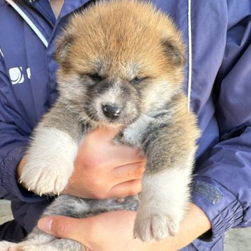 秋田犬【愛知県・男の子・2025年1月23日・赤】の写真「面倒見の良い母犬に育てられて発育良好です」