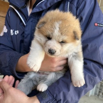 秋田犬【愛知県・女の子・2025年1月23日・赤】の写真「面倒見の良い母犬に育てられて発育良好です」