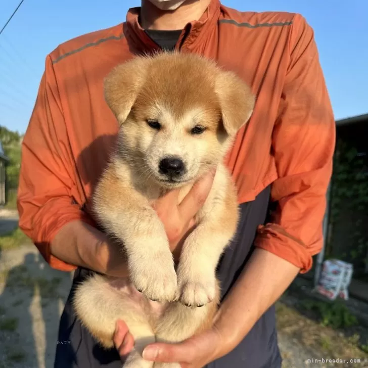 秋田犬【愛知県・女の子・2024年7月23日・赤】の写真1「発育良好です」