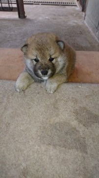 柴犬(標準サイズ)【愛知県・男の子・2019年3月18日・赤】の写真「丸々でかわいいです」