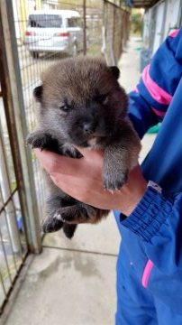 柴犬(豆柴)【愛知県・男の子・2019年10月18日・赤(茶色)】の写真「子犬は４頭の兄弟で面倒見の良い母親で発育良好です」