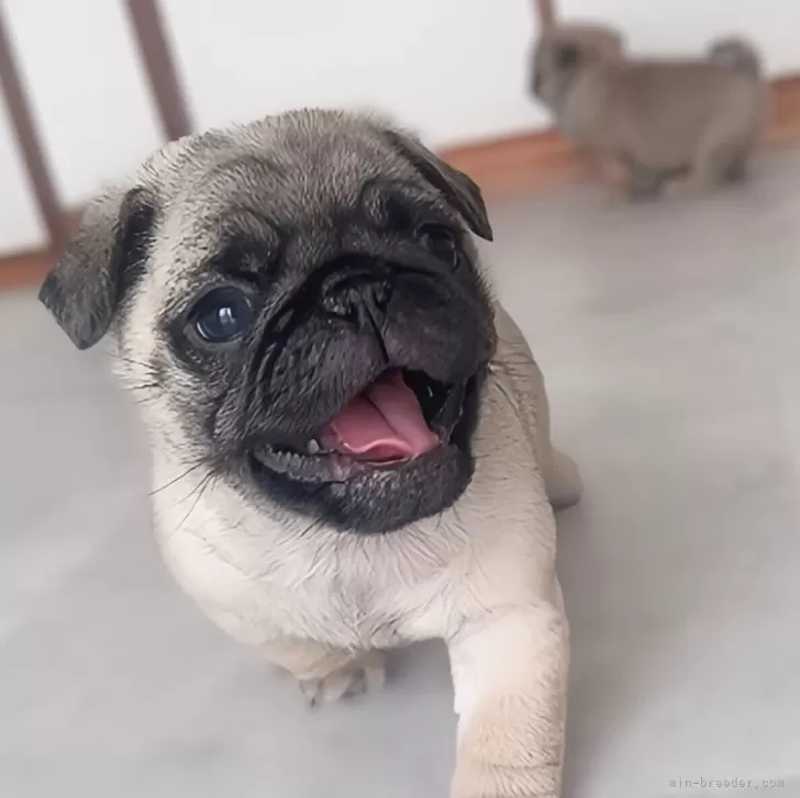 ID:2405-00660の子犬