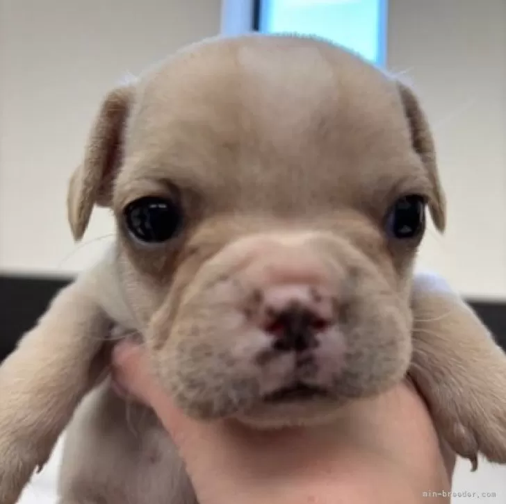 どんちゃん 様のお迎えした子犬