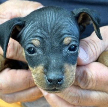 ミニチュアピンシャー【栃木県・男の子・2024年11月2日・ブラックタン】の写真「温厚な男の子です」