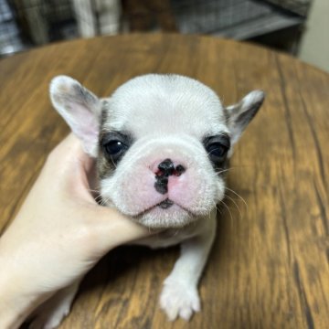 フレンチブルドッグ【栃木県・男の子・2024年10月11日・パイド】の写真「頭の上にやる気スイッチがあります💪」