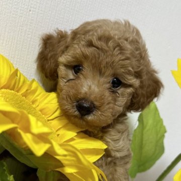 トイプードル(トイ)【栃木県・男の子・2024年8月23日・アプリコット】の写真「凛々しく可愛い仔犬💕」