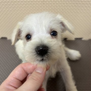 ミニチュアシュナウザー【栃木県・男の子・2024年6月22日・ホワイト】の写真「ぱっちりお目目の可愛い男の子！」