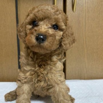 トイプードル(トイ)【栃木県・男の子・2023年3月8日・レッド】の写真「もふもふ♡かわゆい男の子🐩」