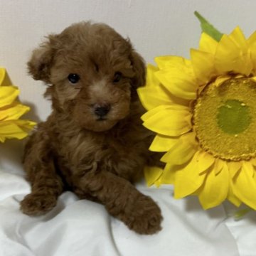 トイプードル(トイ)【栃木県・男の子・2024年8月23日・アプリコット】の写真「おとなしい仔犬🌟」