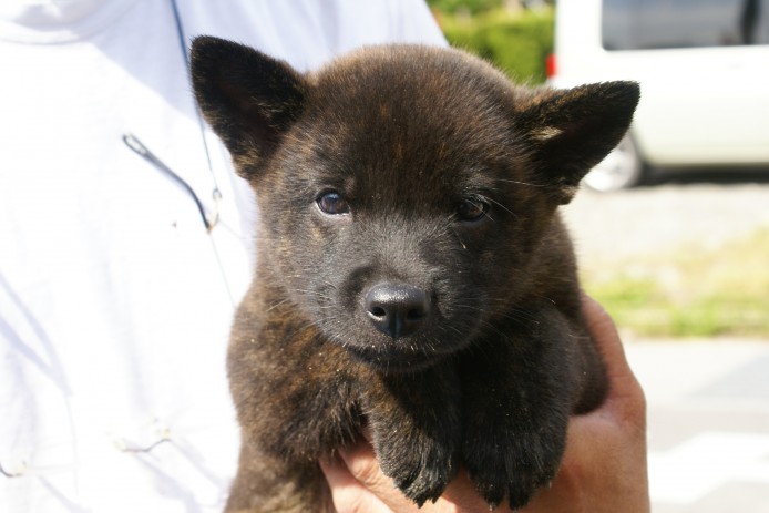 甲斐犬 男の子 ほぼ赤虎に近い中虎 綺麗な虎毛になっております 12 08 21生まれ 京都府 子犬id 1210 みんなのブリーダー