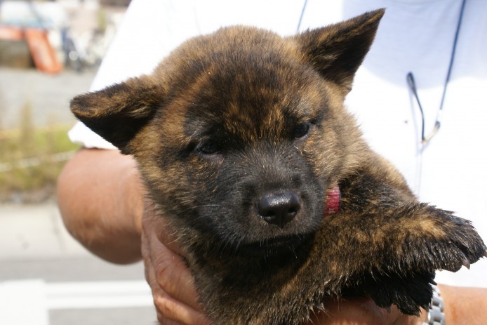 甲斐犬 京都府 男の子 12年8月21日 赤虎 みんなのブリーダー 子犬id 1210