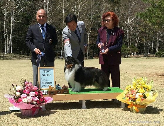 浦中　泰志(うらなか　やすし)ブリーダー(福岡県・シェットランドシープドッグ・JKC登録)の紹介写真1