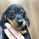 ミニチュアダックスフンド(スムース)