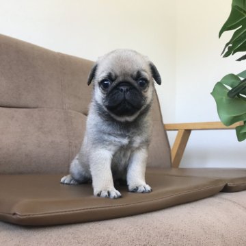 パグ【鹿児島県・女の子・2023年12月29日・フォーン】の写真「むっちむっちバディ🐶」