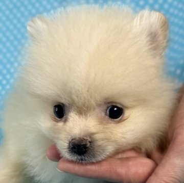 ミックス(ポメラニアン×ポメパピ)【北海道・男の子・2025年3月7日・クリーム】の写真「とても可愛いお顔の男の子です。
込み込み価格」