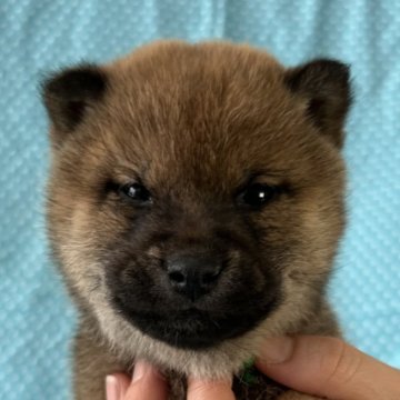 柴犬(豆柴)【北海道・男の子・2024年12月12日・赤】の写真「込み込み価格
男らしい顔の男の子です。」