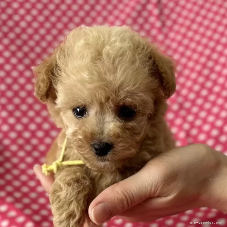 たかし 様のお迎えした子犬