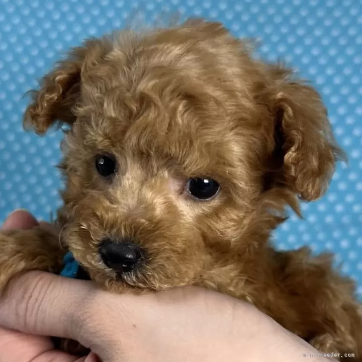 うーたん 様のお迎えした子犬