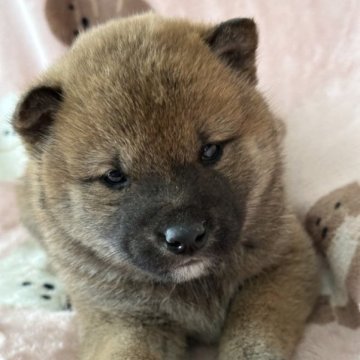 柴犬(豆柴)【北海道・男の子・2023年3月25日・赤】の写真「認定豆柴犬です。イケメン君の男の子です。」