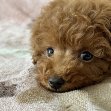 トイプードル(トイ)【北海道・男の子・2023年4月18日・レッド】の写真「お目めクリクリノの男の子です。」