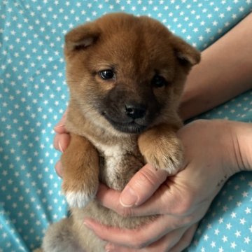 柴犬(豆柴)【北海道・男の子・2023年10月26日・赤】の写真「豆柴認定犬　小さめの男の子です。」