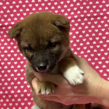 柴犬(豆柴)【北海道・女の子・2023年10月26日・赤】の写真「豆柴認定犬　美人さんの女の子です。」