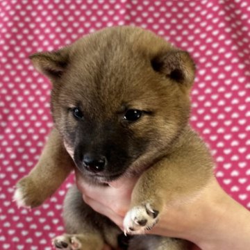 柴犬(豆柴)【北海道・女の子・2024年6月23日・赤】の写真「両親豆柴認定犬
可愛い女の子です。」