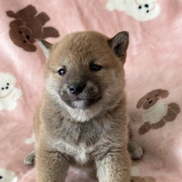 柴犬(豆柴)【北海道・男の子・2023年3月25日・赤】の写真「認定豆柴犬です。人懐こい男の子です。」