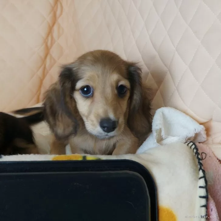 くり 様のお迎えした子犬