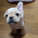 フレンチブルドッグ