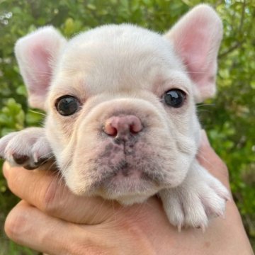 フレンチブルドッグ【佐賀県・女の子・2023年7月7日・クリーム】の写真「まんまるボディ🐶」