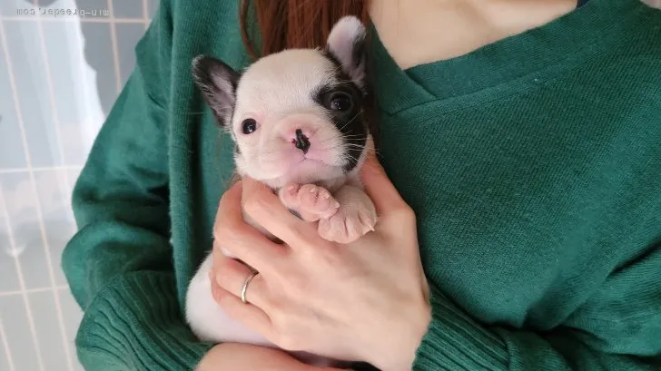 Y.Y 様のお迎えした子犬