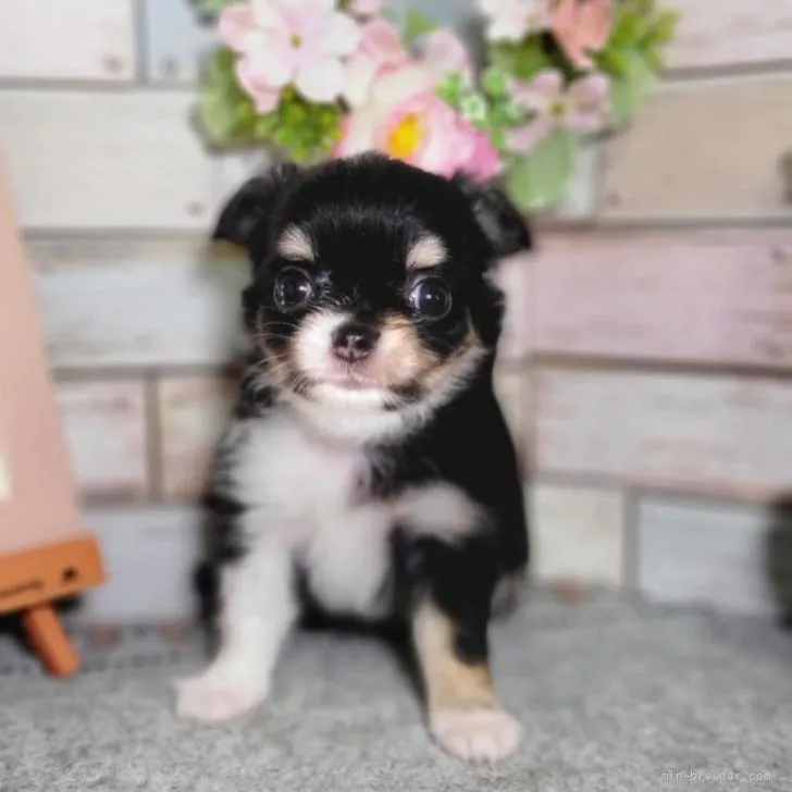 Y 様のお迎えした子犬