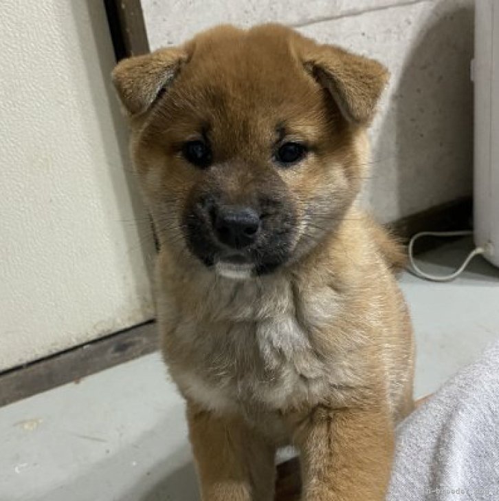 ひとりっ子でマイペースな可愛い子です☺️ | 柴犬(標準サイズ)