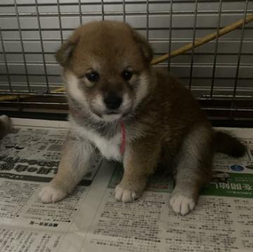 柴犬(標準サイズ)【山口県・女の子・2022年8月31日・赤色】の写真「とっても可愛い子です」