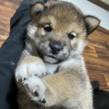 柴犬(標準サイズ)【山口県・男の子・2023年5月1日・胡麻柴】の写真「胡麻柴の男の子です」