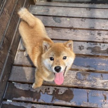 柴犬(標準サイズ)【山口県・男の子・2022年9月21日・赤色】の写真「すごく元気いっぱいで毎日ランで走り回っています🍀*」