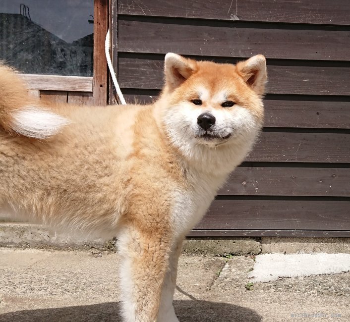 秋田犬 石川県 女の子 年9月16日 赤毛 愛嬌があり とても元気な子です みんなのブリーダー 子犬id 2105