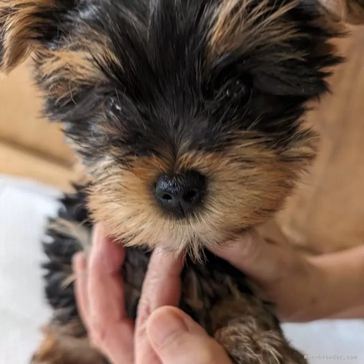 かきちゃん 様のお迎えした子犬