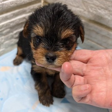 ヨークシャーテリア【神奈川県・男の子・2024年8月10日・スチールブルータン】の写真「可愛い男の子です！」