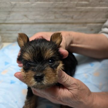 ヨークシャーテリア【神奈川県・女の子・2024年8月10日・スチールブルータン】の写真「可愛い女の子です！」