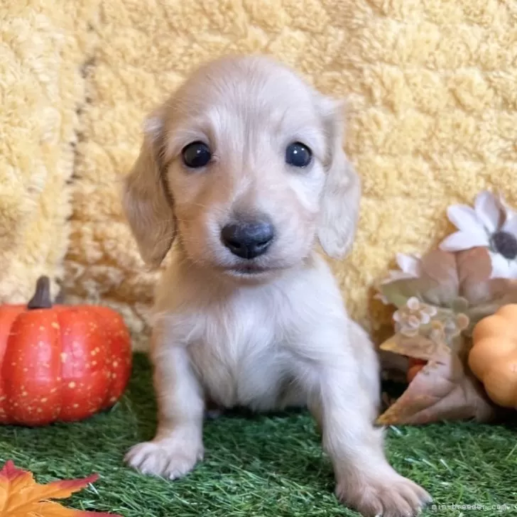 よし 様のお迎えした子犬