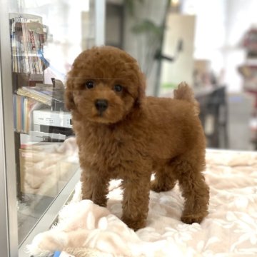 トイプードル(トイ)【山口県・男の子・2024年6月12日・レッド】の写真「甘えん坊で元気な男の子♡当社管理番号：80901」